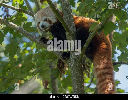 A red panda, Ailurus fulgens, in maple tree. Stock Photo