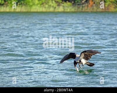 Hooded crow (Corvus corone) with a fish in its beak Stock Photo