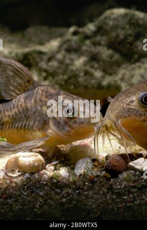 Corydoras paleatus - spotted corydoras - a popular species of aquarium fish Stock Photo