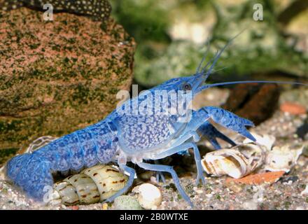 freshwater crayfish blueclaw in a freshwater aquarium Stock Photo