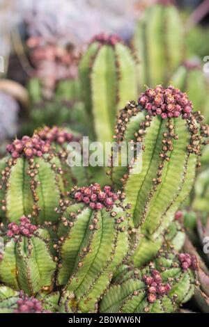 Euphorbia anoplia - Tanzanian zipper plant. Stock Photo