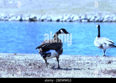 Illustrations of Geese Stock Photo