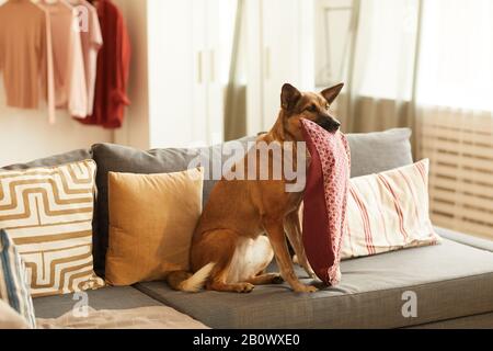 Young German shepherd holding her favourite pillow in mouth while sitting on sofa in the room Stock Photo