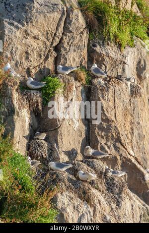 seagulls resting on their nest on rock face cliff Stock Photo