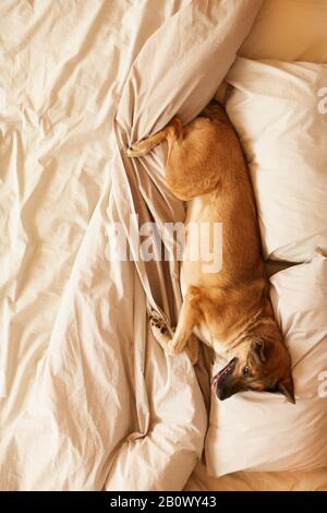 High angle view of German shepherd lying on pillows and relaxing while her owner is absent in the bedroom Stock Photo