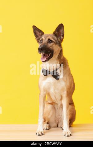 Image of beautiful young German shepherd in necktie posing against the yellow background