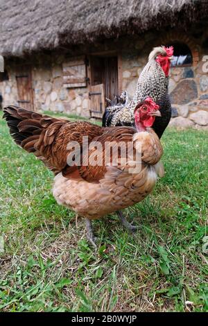 Chicken and rooster in grass on a farm. Chickens walking in the meadow