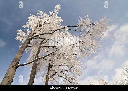 Tree covered with ice in winter, Stock Photo