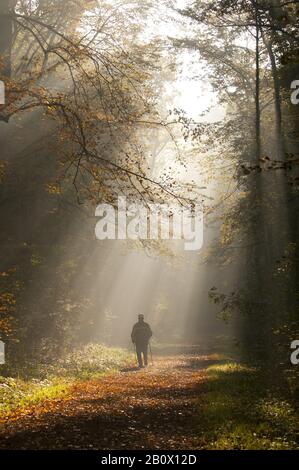 Man runs through autumn forest in the morning, Stock Photo