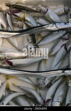 Freshly caught sardines inside bucket, on  Galata Bridge, Eminonu, Istanbul, Turkey Stock Photo