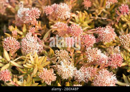 Flowering Sedum adolphii 'Firestorm' plants. Stock Photo