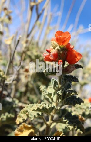 As Winter fades in the Southern Mojave Desert, Emorys Globemallow, Sphaeralcea Emoryi, a native in Joshua Tree National Park, boasts small blossoms. Stock Photo