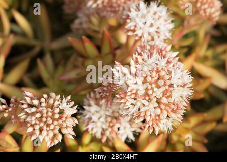 Flowering Sedum adolphii 'Firestorm' plants. Stock Photo