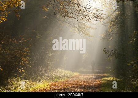 Man runs through autumn forest in the morning, Stock Photo