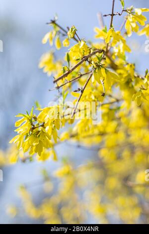 Amazing yellow Forsythia flowers and blue sky. Golden Bell, Border Forsythia  blooming in spring garden. Selective focus. Stock Photo