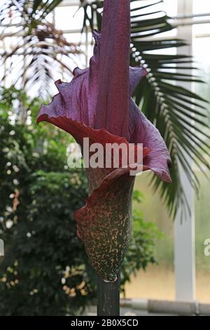 Corpse Flower (Amorphophallus rivieri), Glasshouse, RHS Garden Wisley, Woking, Surrey, England, Great Britain, United Kingdom, UK, Europe Stock Photo