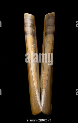 An empty Pod Razor Shell, Ensis siliqua, also known as a razor clam or razor fish. This one was found washed up on a sandy beach. Dorset England UK GB Stock Photo