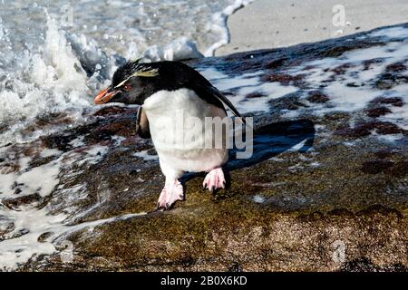 One determined Southern Rockhopper Penguin, Eudyptes (chrysocome) chrysocome, standing on the shore of the Neck, Saunders Island, Falkland Islands Stock Photo