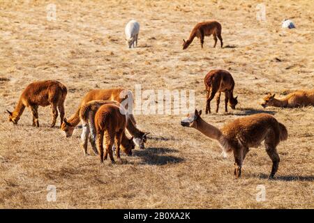 Alpacas and Paco-Vicuñas graze in central Colorado pasture; USA Stock Photo