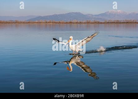 Dalmatian Pelican (Pelecanus crispus) reflected in and just about to land on Lake Kerkini, Northern Greece. Stock Photo