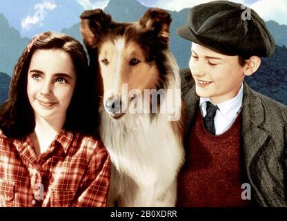 LASSIE COME HOME 1943 MGM  film with Elizabeth Taylor and Roddy McDowall Stock Photo