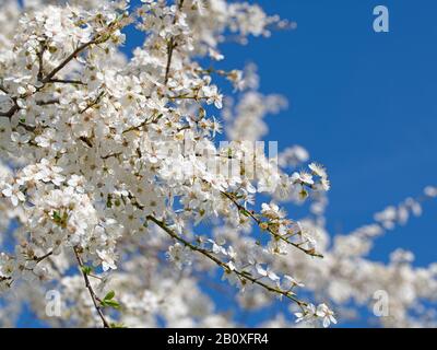 Flowering wild plum tree, Prunus cerasifera, in spring Stock Photo