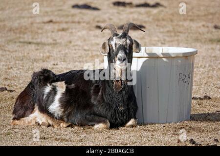 A billygoat laying in the sun in a field, in central Oregon. Stock Photo