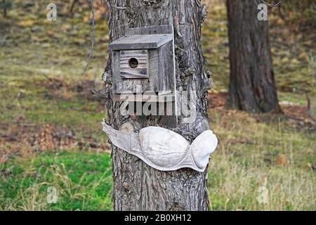 A birdhouse on the trunk of a tree next to a woman's bra. Photographed in central Oregon. Stock Photo
