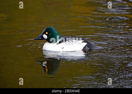 Portrait of a common goldeneye duck,  Bucephala clangula, on a pond in January in central Oregon. Stock Photo