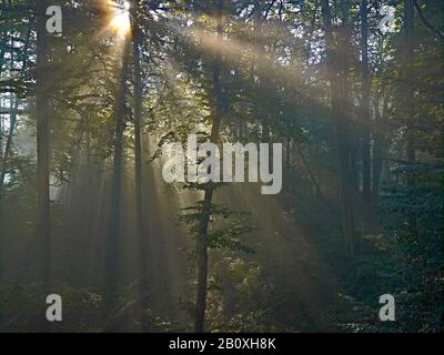 Sun rays in the forest at Bodenwerder, Weserbergland, Lower Saxony, Germany, Stock Photo