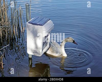 A young trumpter swan takes food from a feeding station at a wildlife reserve in central Oregon. Stock Photo