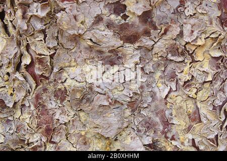 Texture of the bark of a tree that has several colors from white to yellow through the ocher Stock Photo