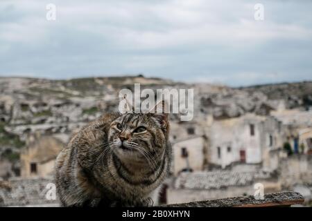 Grey striped wild cat face details portrait on matera city blur background,pets Stock Photo