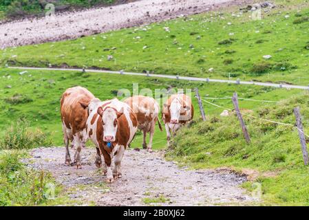 Brown alpine cows being herded along mountain road to go for milking.  In the background a stone road and green grassy alpine meadow, pasture. Stock Photo