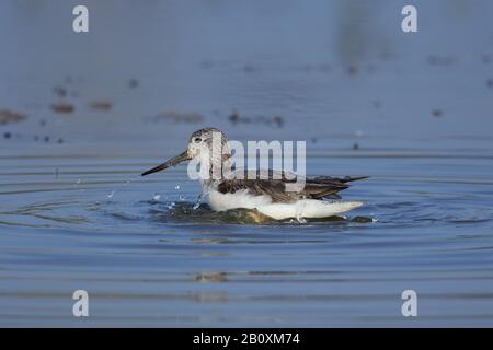 The common greenshank is a wader in the large family Scolopacidae, the typical waders.