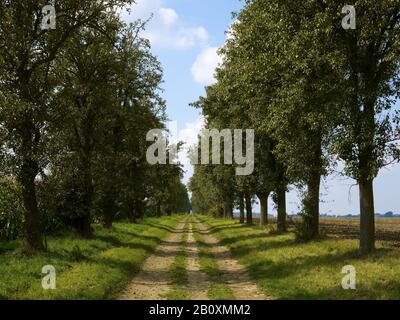 Baumallee near Gebstedt, Thuringia, Germany, Stock Photo