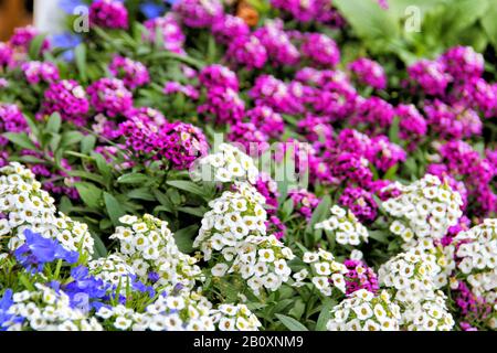 A pot of Verbena blossoms in purple and white from a close up view. Stock Photo