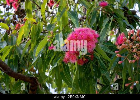 A rainbow lorikeet sitting on a pink flowering gum nut tree feeding on the blossoms Stock Photo