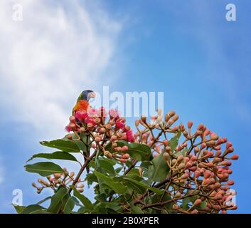 A rainbow lorikeet sitting on a pink flowering gum nut tree, isolated against the cloudy blue sky Stock Photo