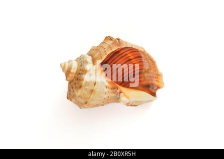 Empty sea whelk shell isolated on white background, with discreet shadow. Stock Photo