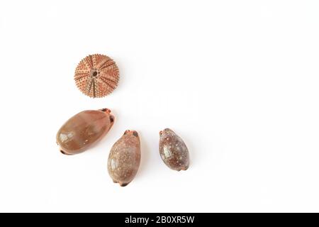 Sea urchin shell and Cypraeidae family seashells, isolated on white background, with copy space. Summer and seaside concept. Stock Photo