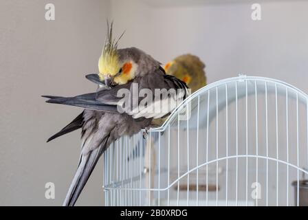 Cockatiel. Portrait, cute and curious young cockatiel, close up. Stock Photo