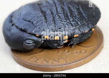 Hatchling Eastern Long-necked Turtle on Australian Penny Stock Photo