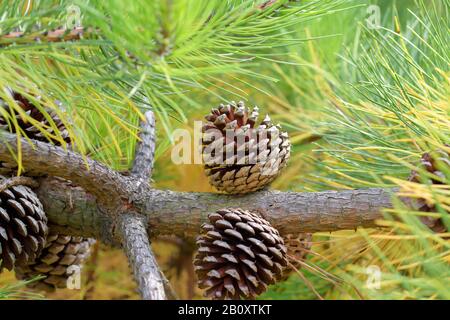 Loblolly Pine (Pinus taeda var. rigida), branch with cones, Germany, Saxony Stock Photo