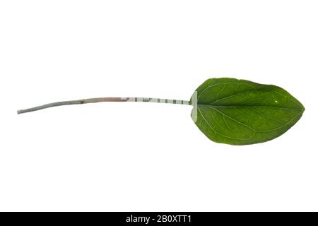 lords-and-ladies, portland arrowroot, cuckoopint (Arum maculatum), leaf, cutout, Germany Stock Photo