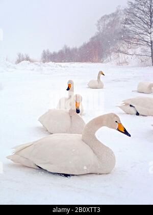 whooper swan (Cygnus cygnus), troop lying on frozen lake, Japan, Hokkaido Stock Photo