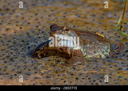 common frog, grass frog (Rana temporaria), sitting in frogspawn, Germany, Baden-Wuerttemberg
