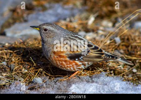 Alpine accentor (Prunella collaris), sitting in the ground, Switzerland Stock Photo