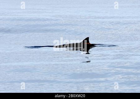 Blainville's dense-beaked whale (Mesoplodon densirostris), at the surface, Ascencion Stock Photo
