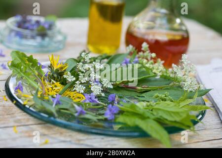 spring lettuce from wild herbs, Germany Stock Photo